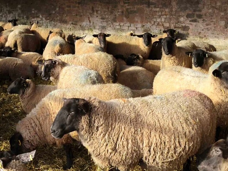 در تیرماه سال جاری «تعداد دام سبک، ۷۲ میلیون راس» و «تعداد گاو و گوساله ۵.۷ میلیون راس» برآورد شد