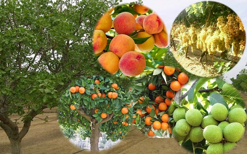 انتشار نسخه الکترونیکی نتایج تفصیلی طرح آمارگیری باغداری (محصولات دائمی) ۱۴۰۴